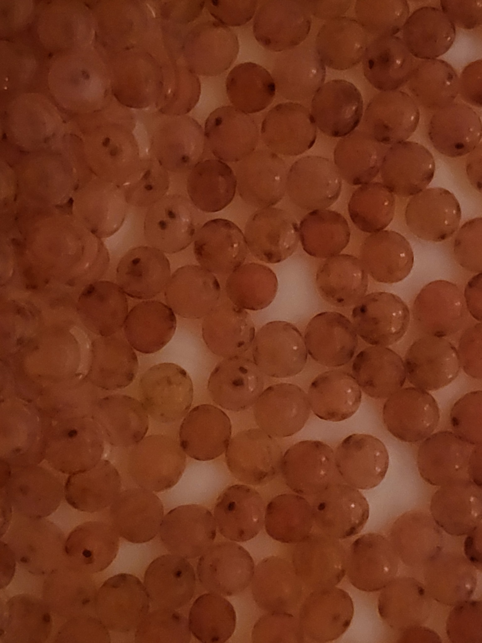 Read more about the article Kultivering av vann i Oslomarka – Øyerognfasen etter 200 døgngrader